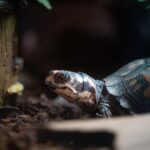 namen voor schildpad