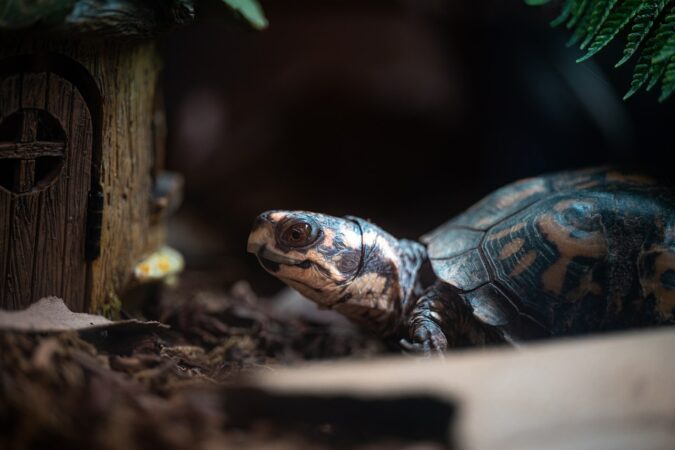 namen voor schildpad