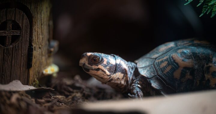 namen voor schildpad