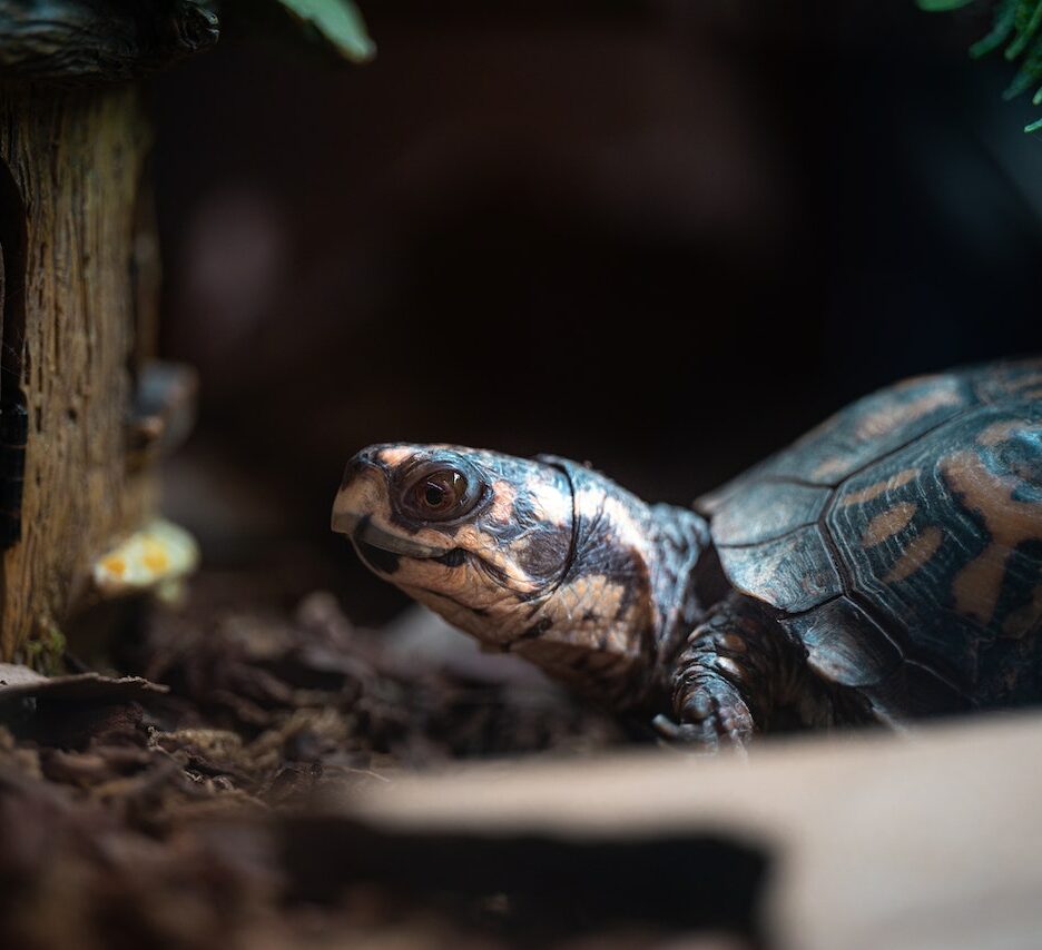 namen voor schildpad