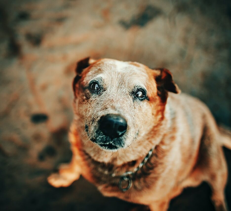 symptomen overlijden hond