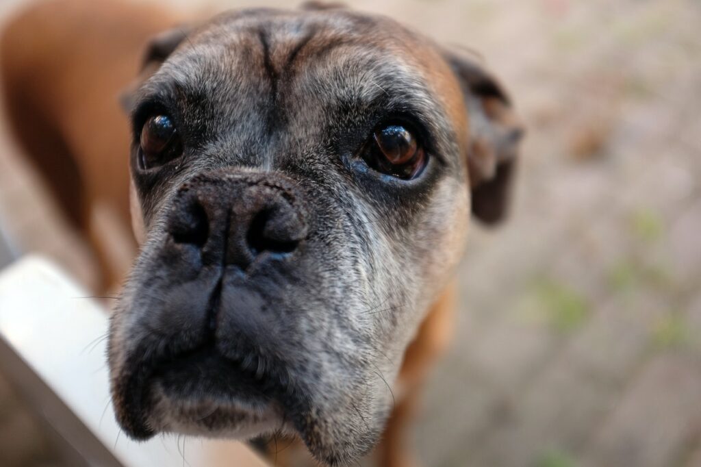 tekenen hond overlijden