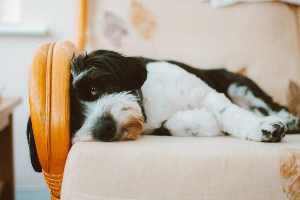 laxeermiddel hond verstopping