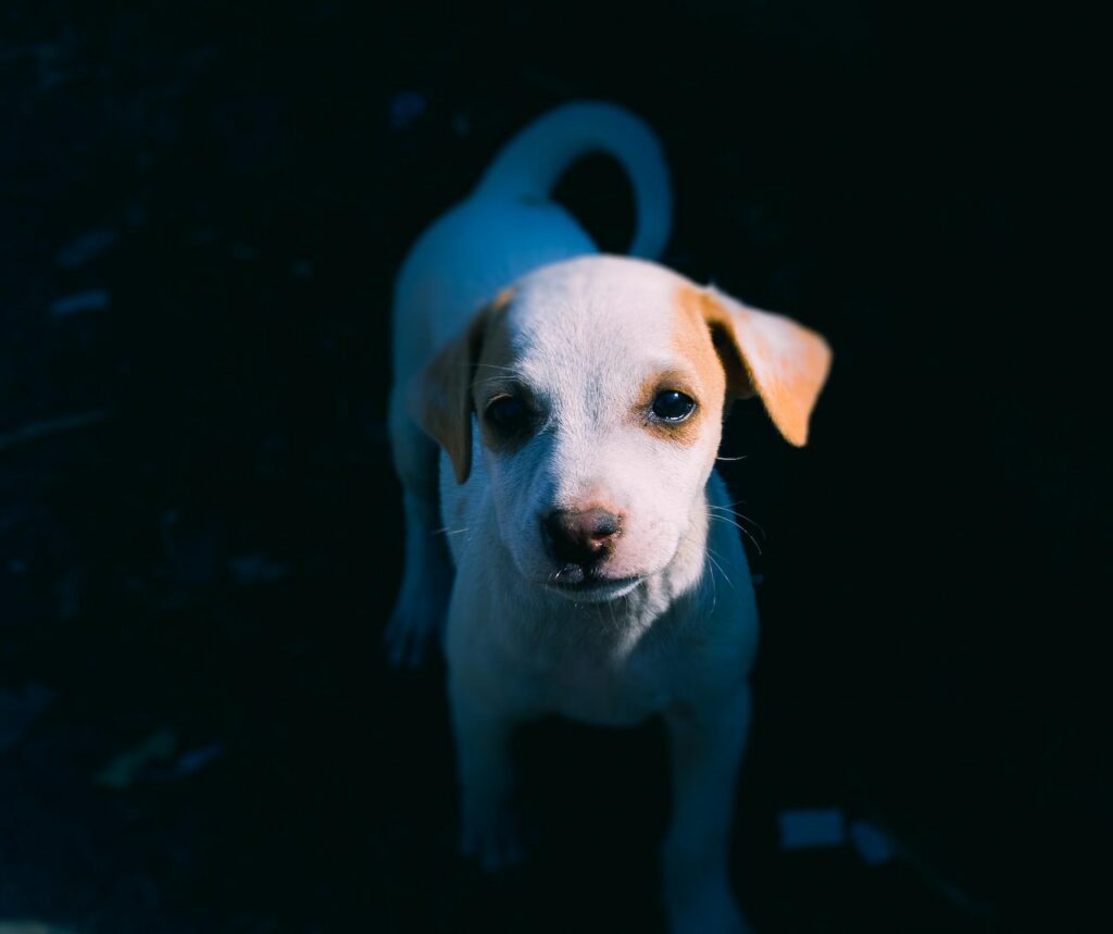 angst bij honden