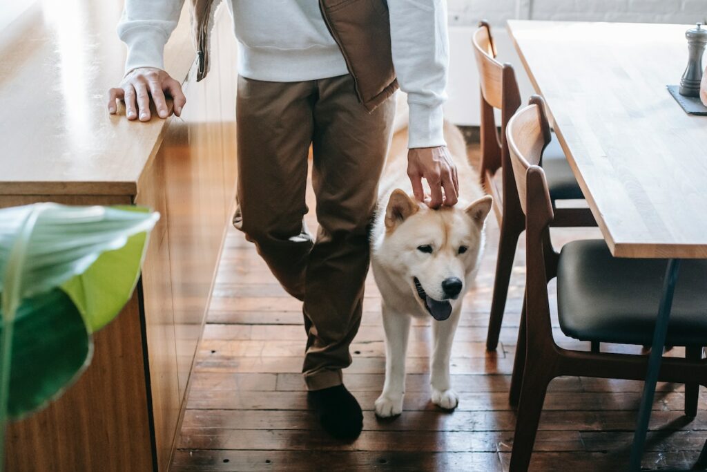 apoquel bij honden jeuk