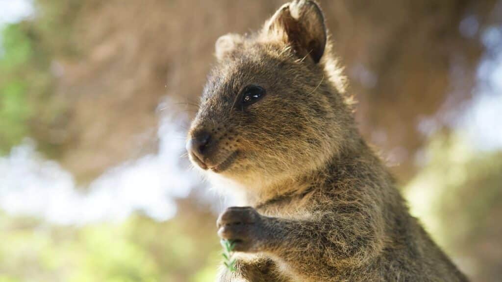 quokka