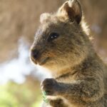 quokka