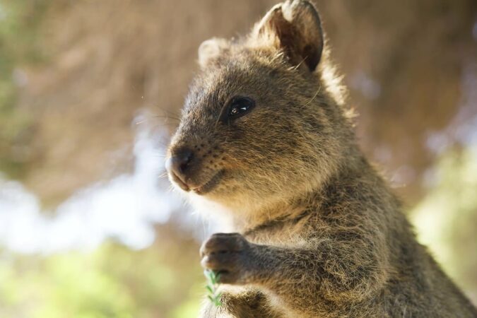 quokka