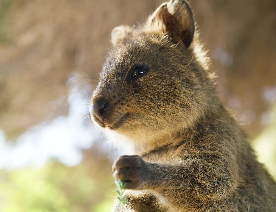 quokka