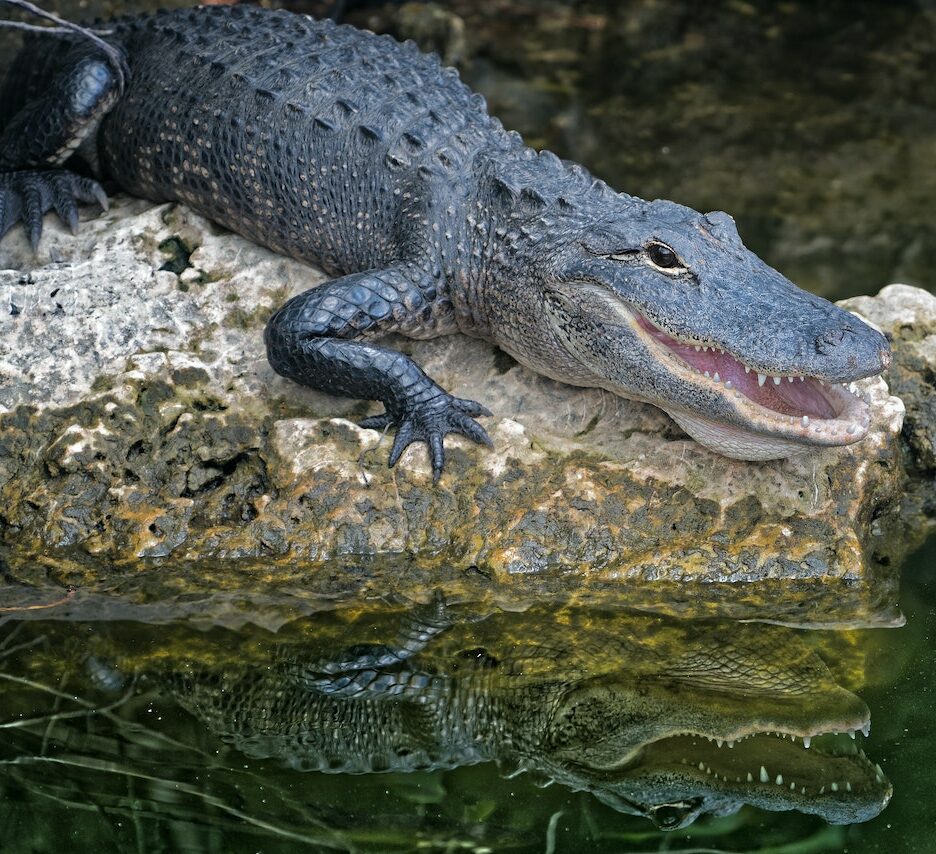 krokodillentanden