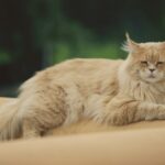 top 10 grote kattenrassen
