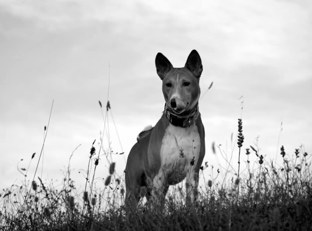 honden die weinig blaffen