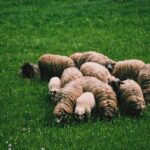 kudde schapen