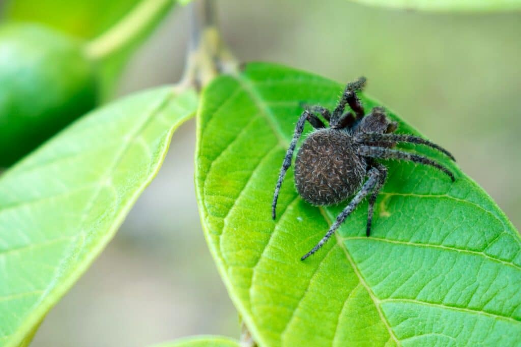 gevaarlijke spinnen op aarde