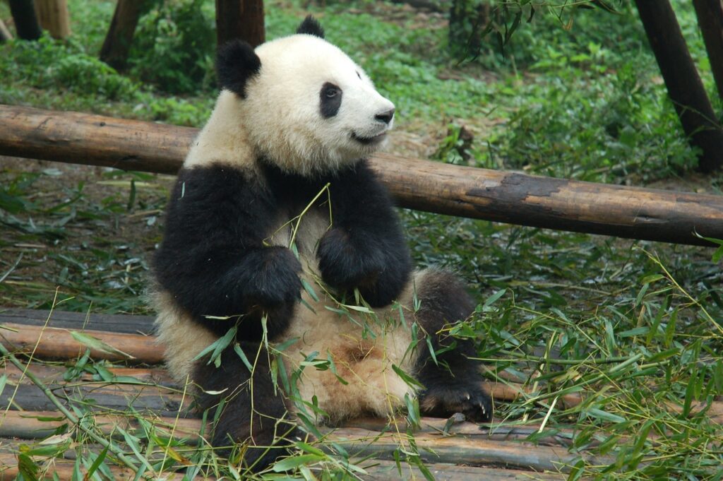 pandafeiten