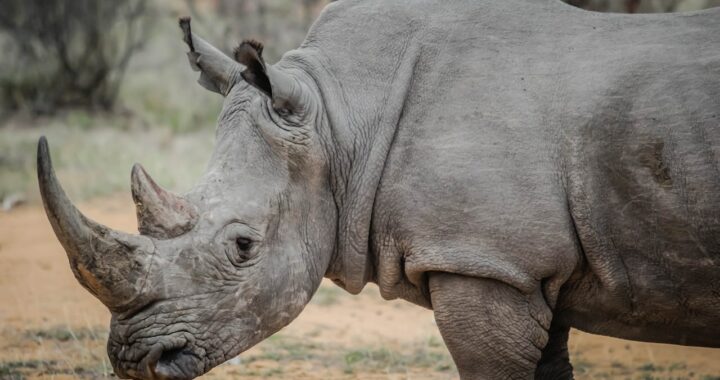 top 10 grootste dieren ter wereld