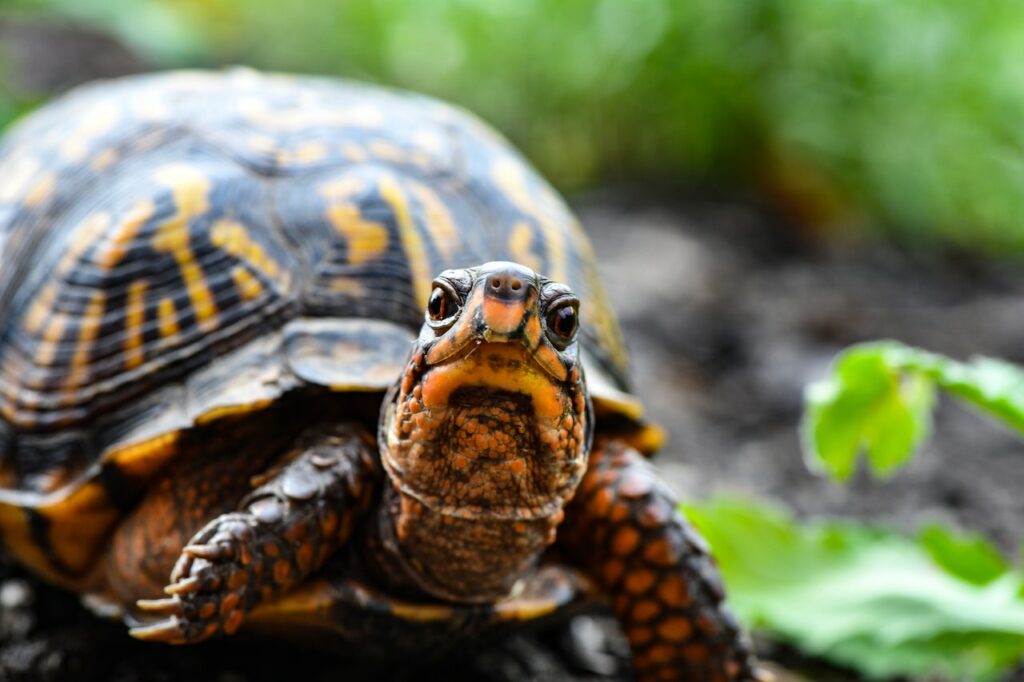 top 10 langzame dieren