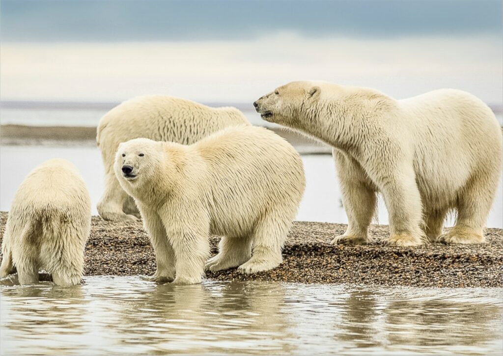 dieren noordpool