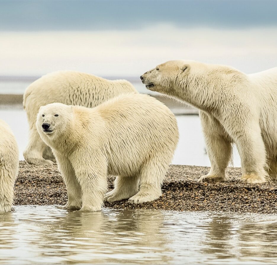 dieren noordpool