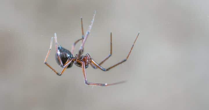 gevaarlijkste spinnen