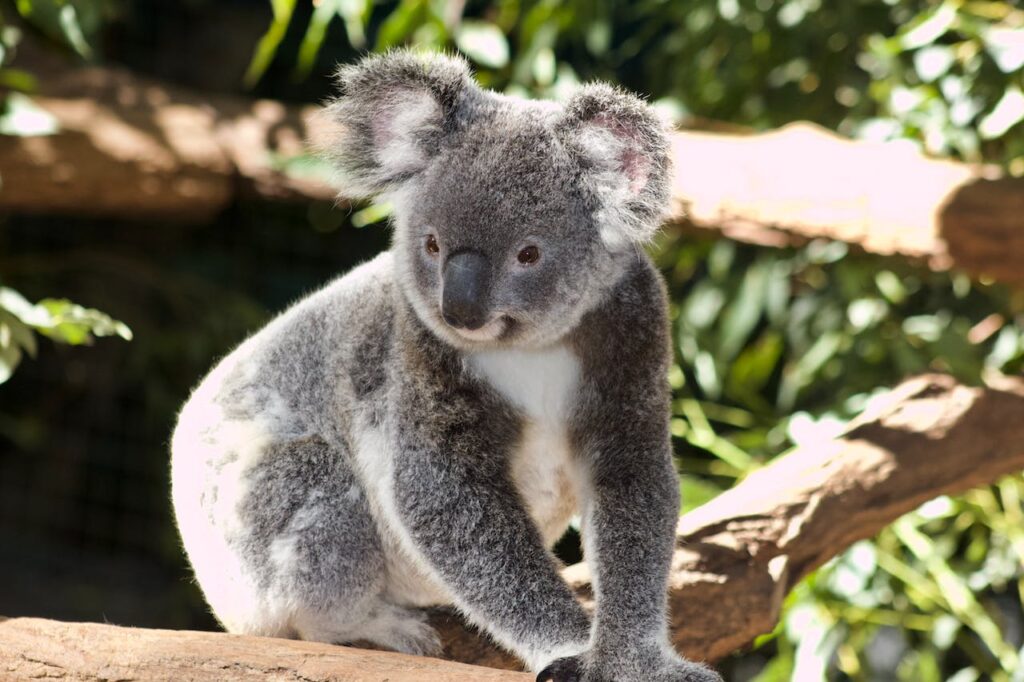 feiten koala