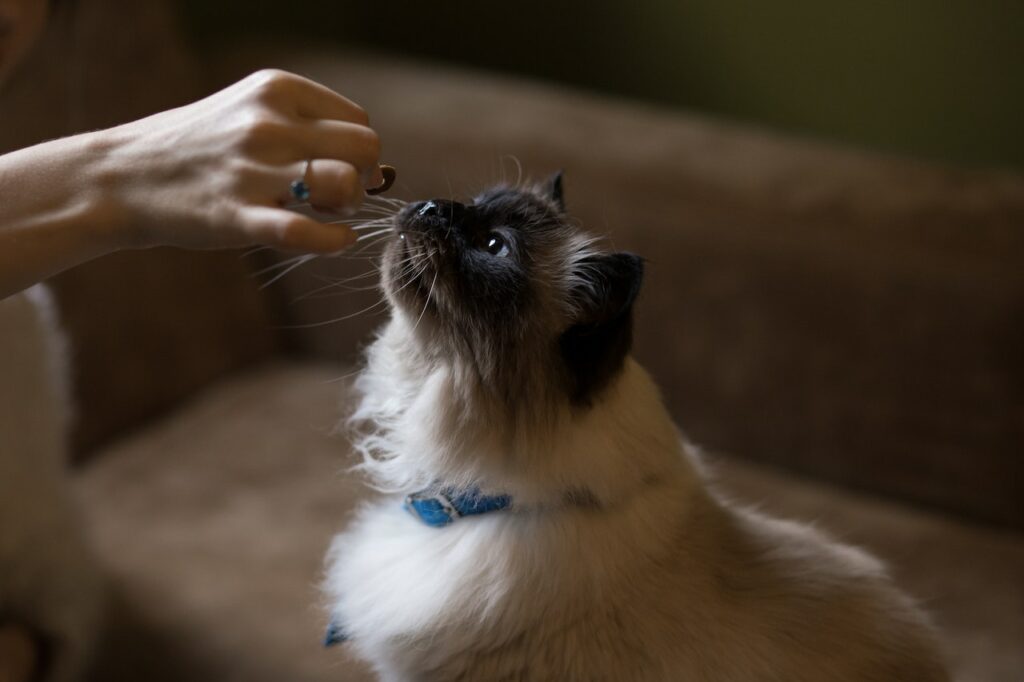 snacks voor een kat