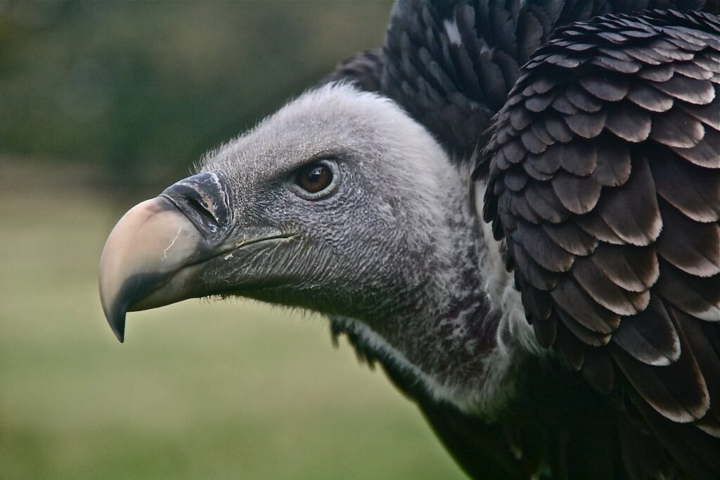 vogels die hoog kunnen vliegen