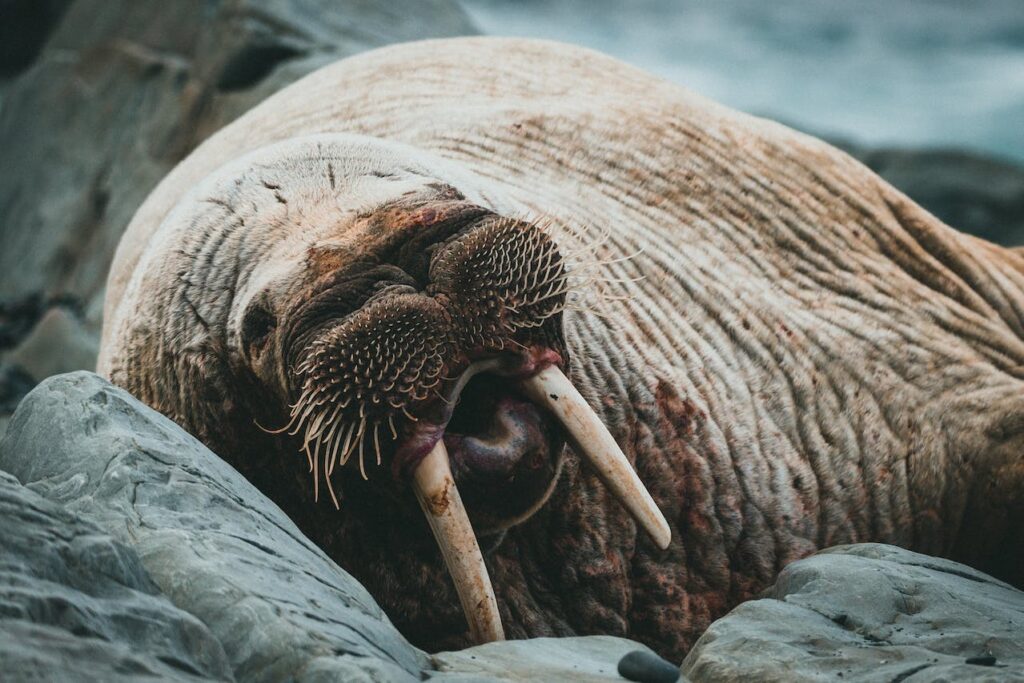 grote piemels bij dieren