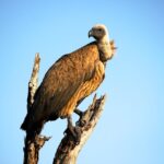 vogels die het hoogste kunnen vliegen