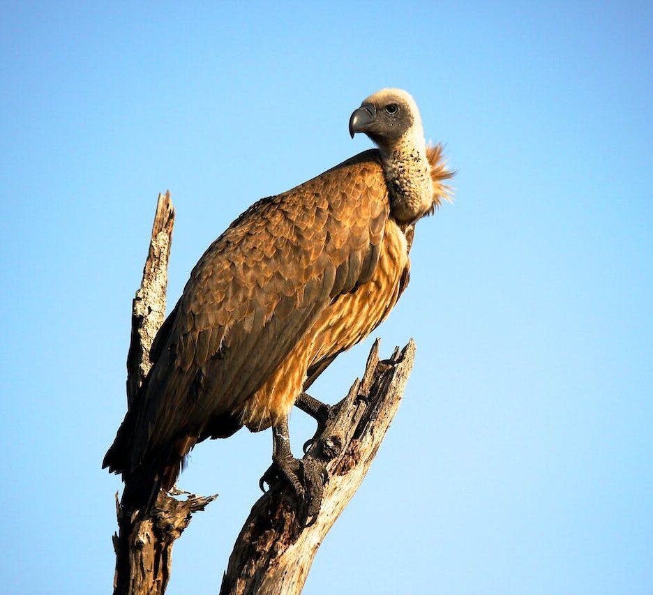 vogels die het hoogste kunnen vliegen