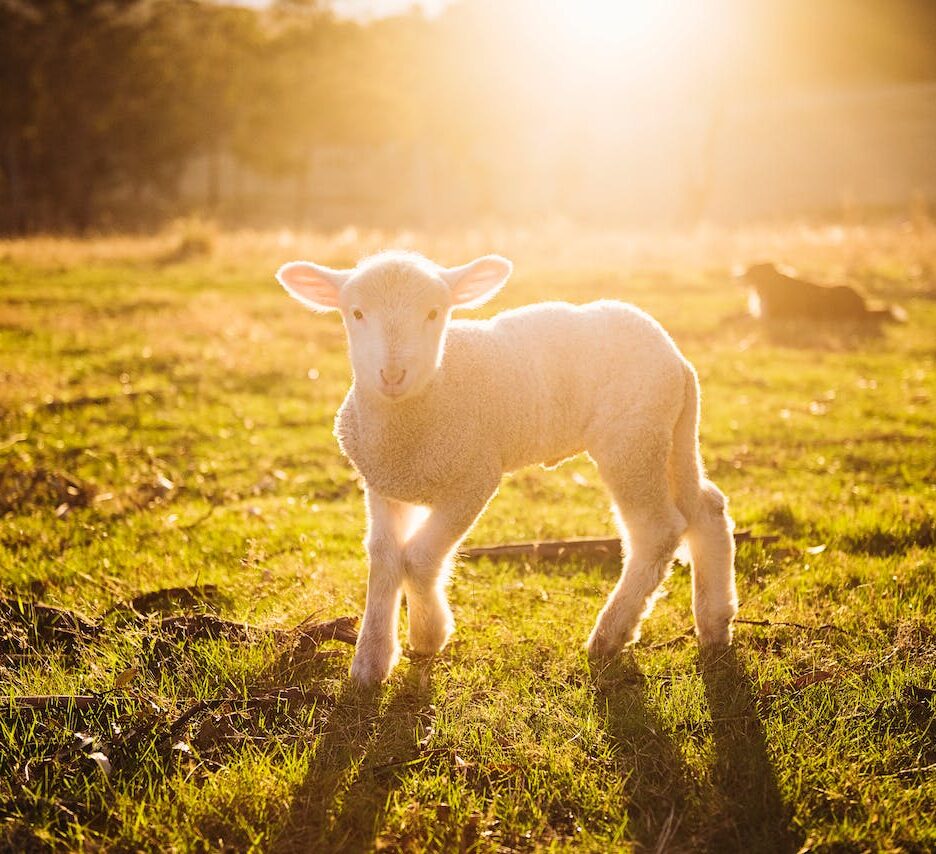 schattigste babydieren