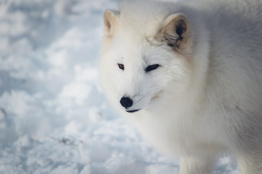 dieren noordpool