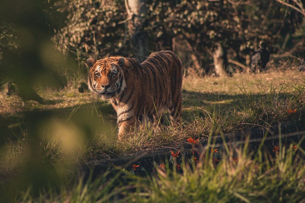 feiten over de tijger