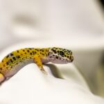 eenvoudige reptielen