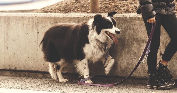 hond poot verstuikt