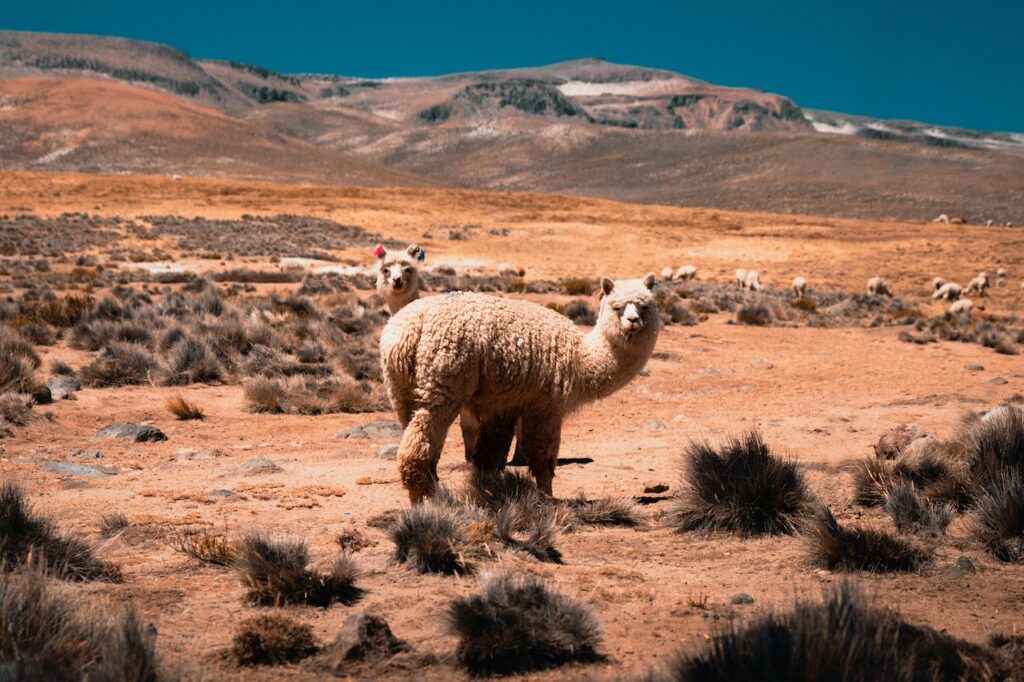 feitjes over de alpaca