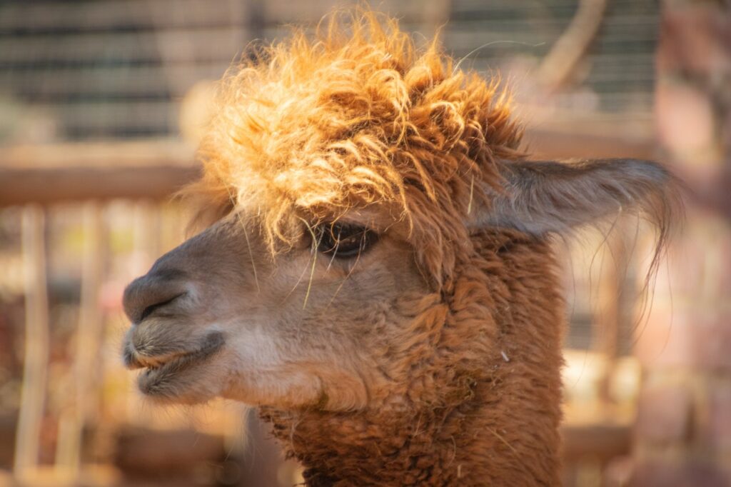 weetjes alpaca