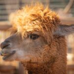 weetjes alpaca