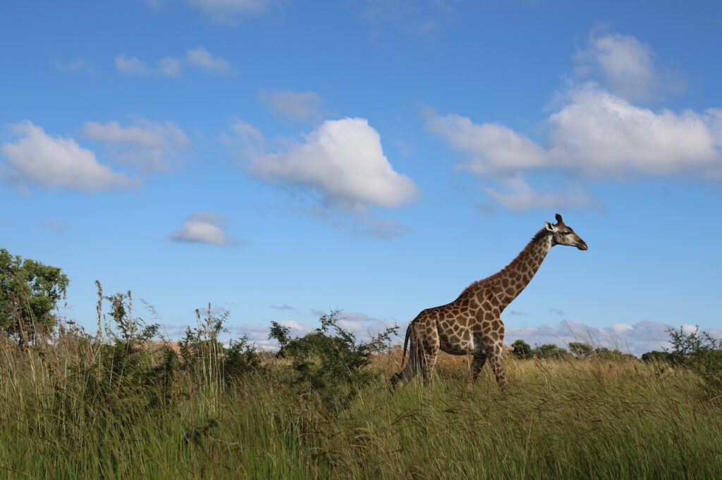 grootste dieren