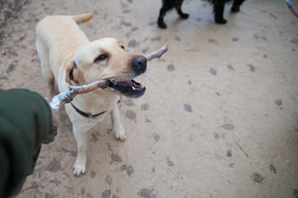 dieren met de hik