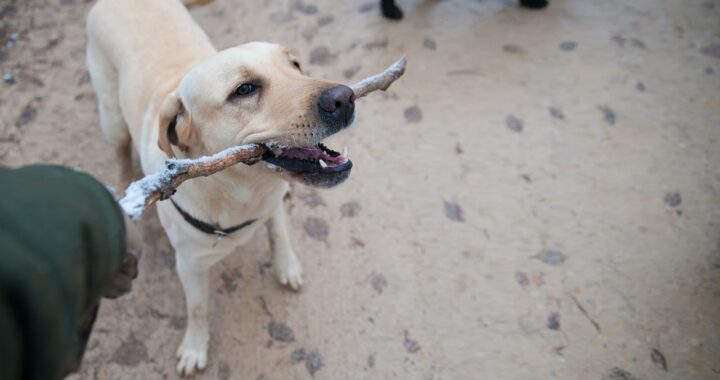 dieren met de hik