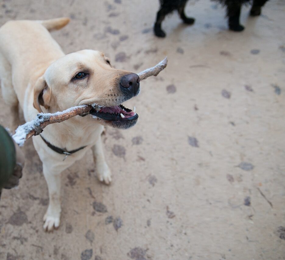 dieren met de hik