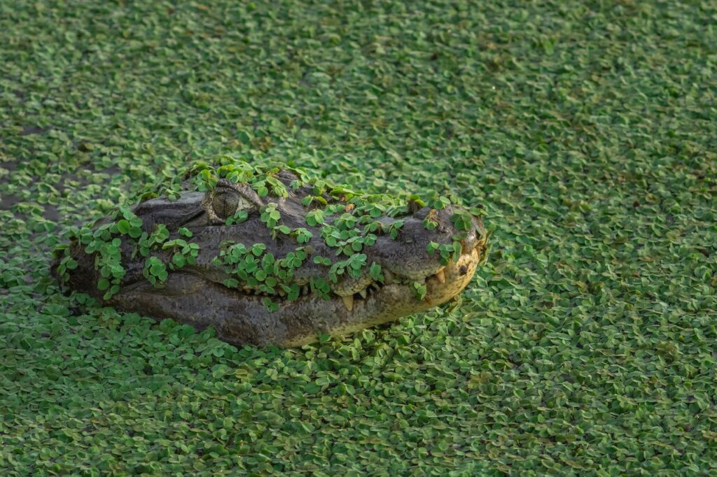 top 10 dieren sterkste bijtkracht