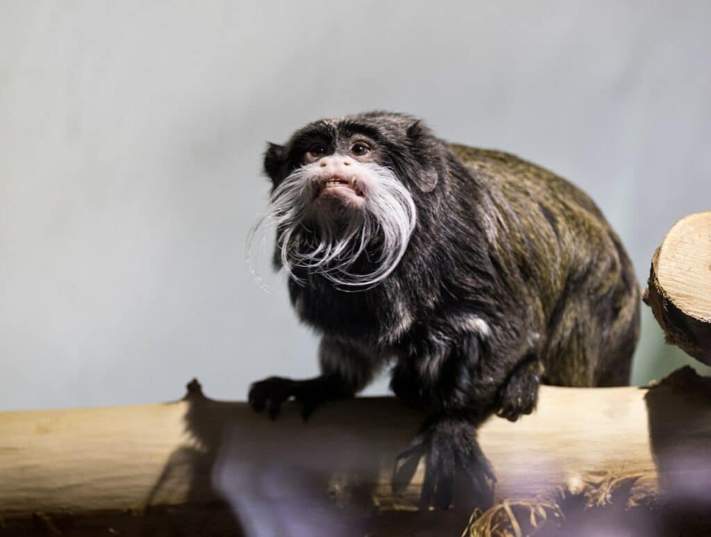 top tien vreemde dieren 