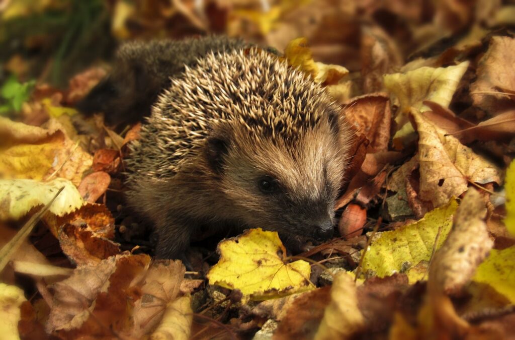 top tien dieren winterslaap