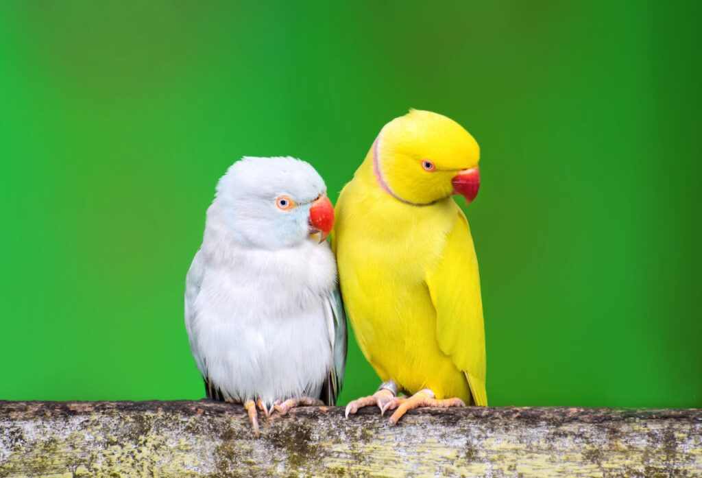 10 feiten over de papegaai