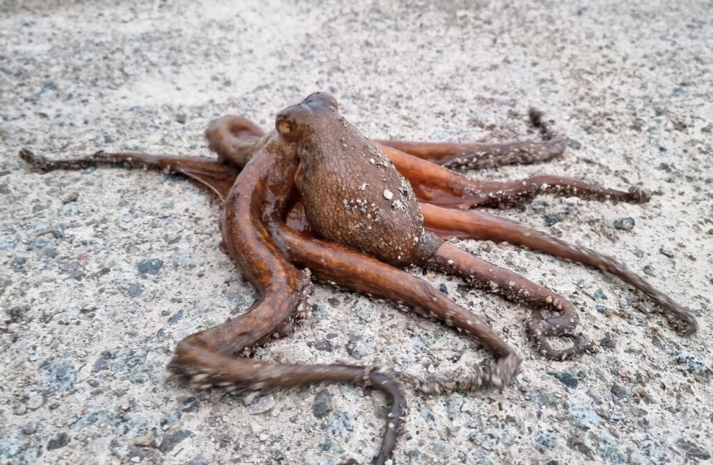 verschillende octopussoorten 