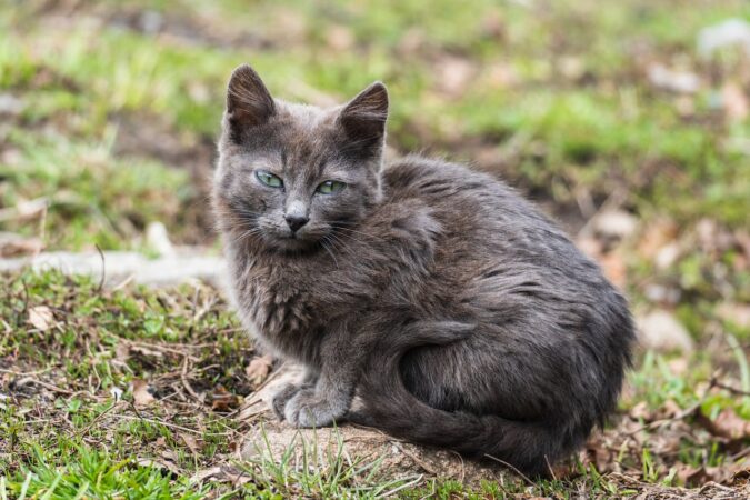 grijze kattenrassen