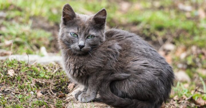 grijze kattenrassen