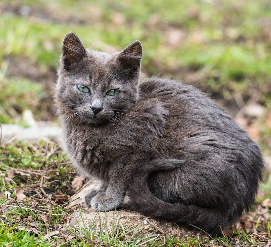 grijze kattenrassen